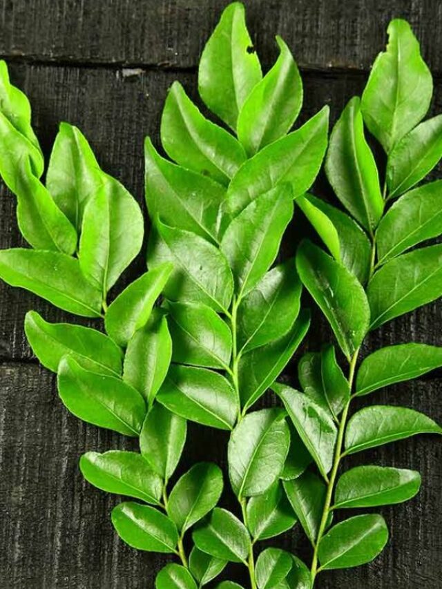 Benefits of Curry Leaves: एक दिन में करी पत्ते के इतने पत्ते खाएं, स्वाद के साथ ही शरीर को बनाएगा तंदरुस्त